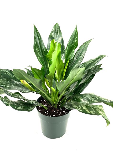 Aglaonema Silver Bay Chinese Evergreen | Eureka Farms