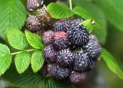 30 Sementes Framboesa Negra Rubus Niveus Envio Rapido P Muda MercadoLivre