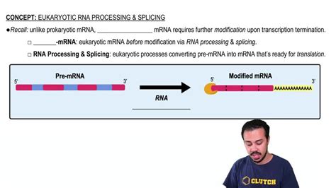 5 Types of RNA: mRNA, tRNA, rRNA, HnRNA, and SnRNA | Pearson+ Channels