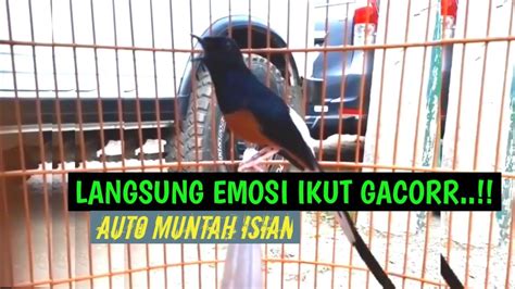 MANTAP LANGSUNG EMOSI IKUT GACOR COBA DENGAN PANCINGAN MURAI BATU ISIAN