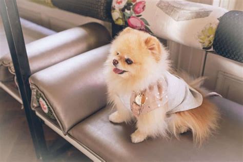 Adorable Pomeranian Clothes Both You And Your Pomeranian Will Love | Your Dog Advisor