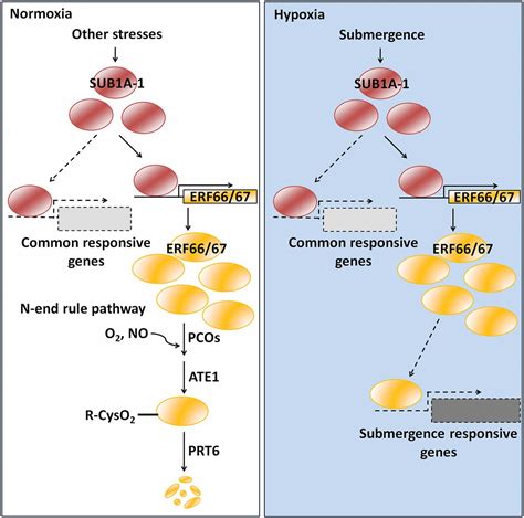 Regulatory Cascade Involving Transcriptional And N End Rule Pathways In