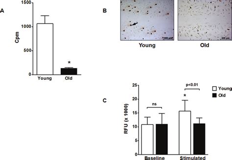 Human Umbilical Vein Endothelial Cells Huvec Proliferation And