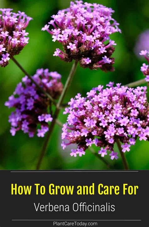 Verbena Officinalis Care How To Grow The Vervain Plant Verbena Verbena Plant Mosquito Plants