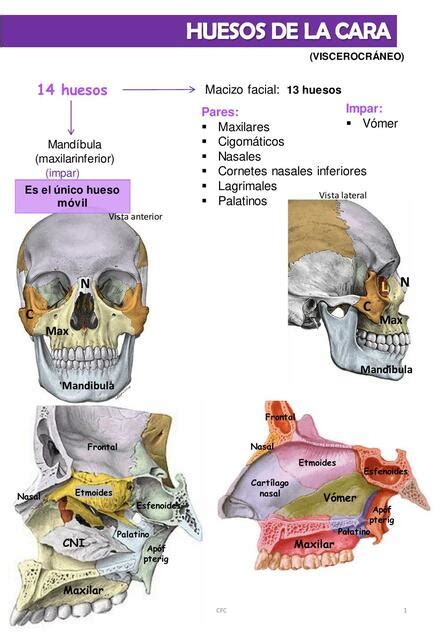 Huesos De La Cara Paz Escobar UDocz