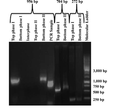 Agarose Gel Electrophoresis After Partitioning Of Different Pcr Download Scientific Diagram