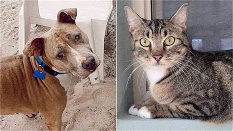 Tampa Bay Area Pets Available For Adoption