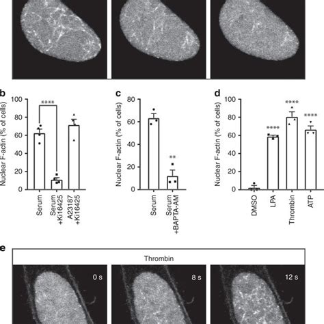 Calcium Transients Induce Nuclear F Actin Assembly A Representative