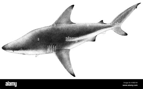 Blacktip Shark (Carcharhinus limbatus), drawing Stock Photo - Alamy