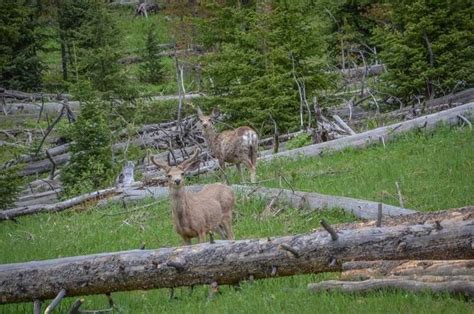 Deer Yellowstone | Yellowstone, Animals, Deer