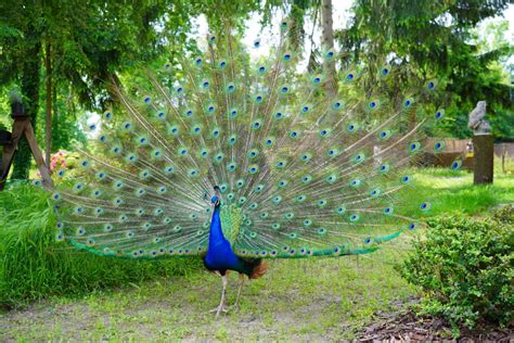 Peacocks For Sale In Pa Finding Peafowl In Pennsylvania Chicken And Chicks Info