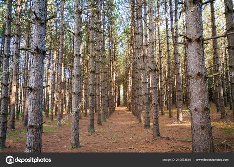 Tionesta Lake Dam — Stock Photo © zrfphoto #210833540