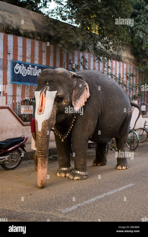 India Tamil Nadu Madurai Perumal Kovil Temple Temple Elephant In Road