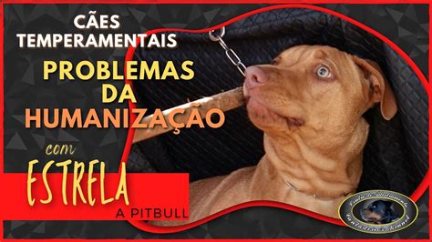 ESTRELA Pitbull Chegada Ao Canil Parte 1 YouTube