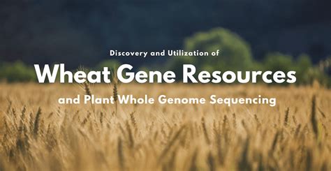 The History Of Wheat Breeding Revealed By Plant Whole Genome Sequencing