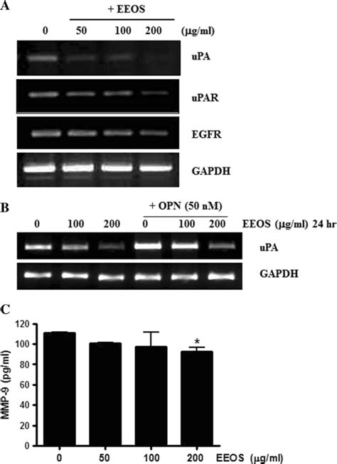 Effect Eeos On The Expression Of Upa Upar And Egfr In Nci H Cells