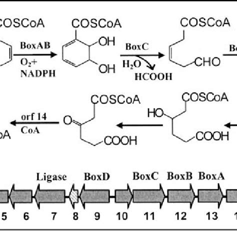 A Partial Alignment Of Amino Acid Sequence Of Benzoyl Coa Thioesterase