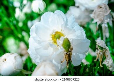 37,744 White Buttercup Flower Images, Stock Photos & Vectors | Shutterstock