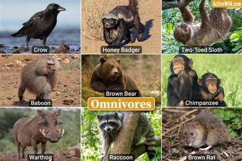 Examples Of Omnivores Omnivorous Animals List With Pictures