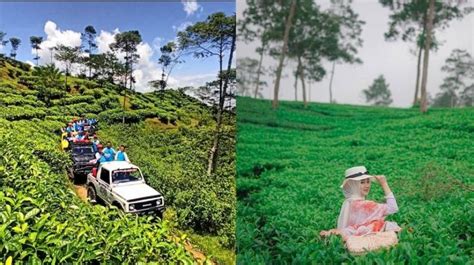 5 Aktivitas Seru Yang Bisa Dilakukan Di Kebun Teh Kemuning Wisata Alam