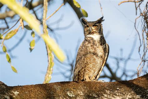 Foto Jacurutu Bubo Virginianus Por Priscilla Diniz Wiki Aves A