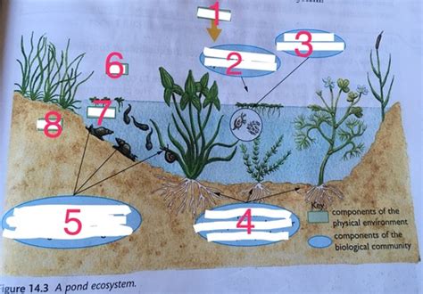 Gcse Biology Chapter 14 Ecosystems Flashcards Quizlet