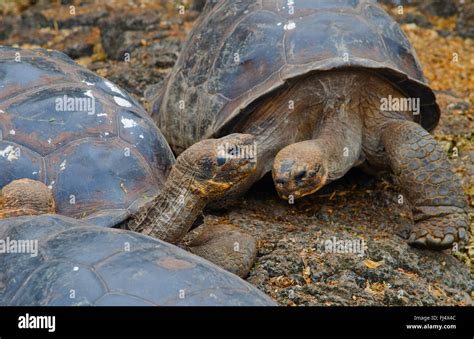 Galapagos tortue tortue géante des Galapagos porteri Chelonodis