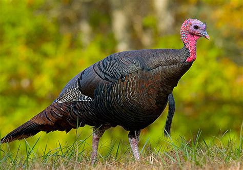 Bird Identification Guide Wild Turkey