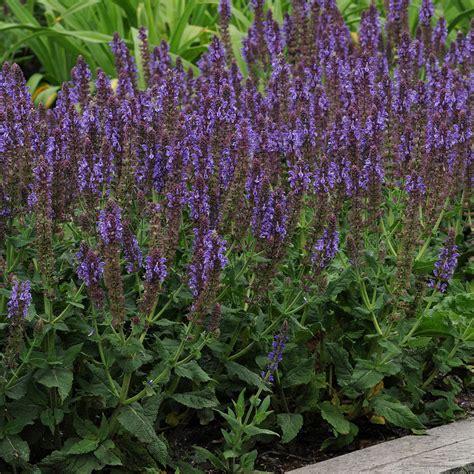 Salvia X Nemorosa Lyrical Silvertone Meadow Sage Siteone