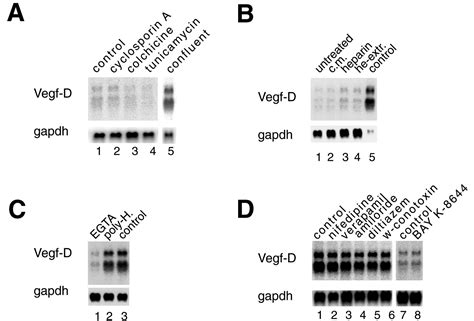 In Fibroblasts Vegf D Expression Is Induced By Cell Cell Contact