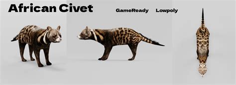 African Civet Cat - FlippedNormals