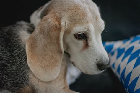 Master Beagle Training Unveiling Heeling 2023