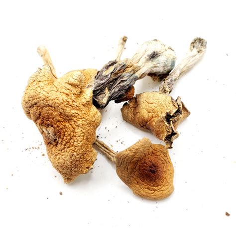 Golden Teachers Magic Mushrooms Oc 420 Collection