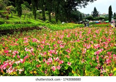 Batu East Java Indonesia August 2019 Stock Photo 1743088880 Shutterstock