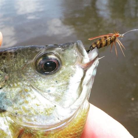 Pin By Panfish On The Fly On Panfish On The Fly Panfish Fish Warm Water