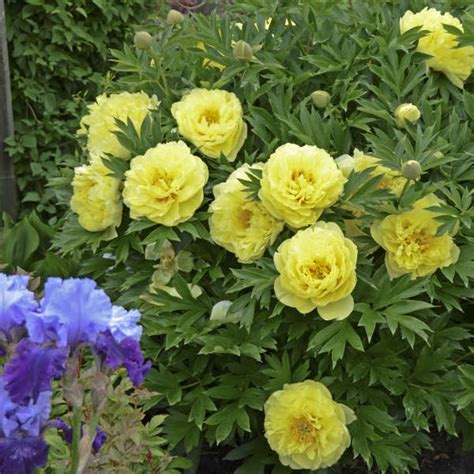 Itoh Peony Paeonia X Ryeland