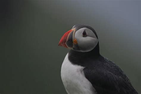 Black Atlantic Puffin · Free Stock Photo