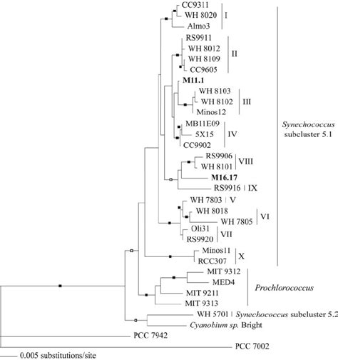 Neighbor Joining Phylogeny Inferred From Partial 16s Rrna Gene