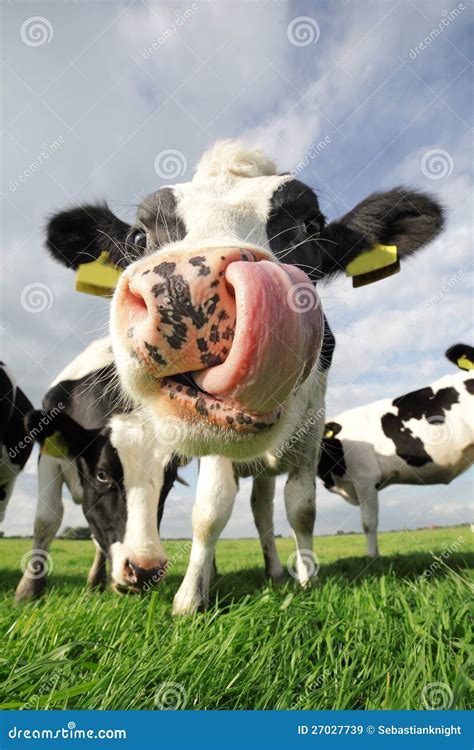 Funny Cow Royalty Free Stock Images - Image: 27027739