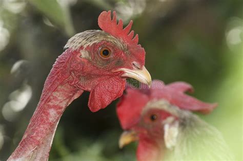 Portrait Of Banat Naked Neck Chicken Breed Stock Image Image Of Farm