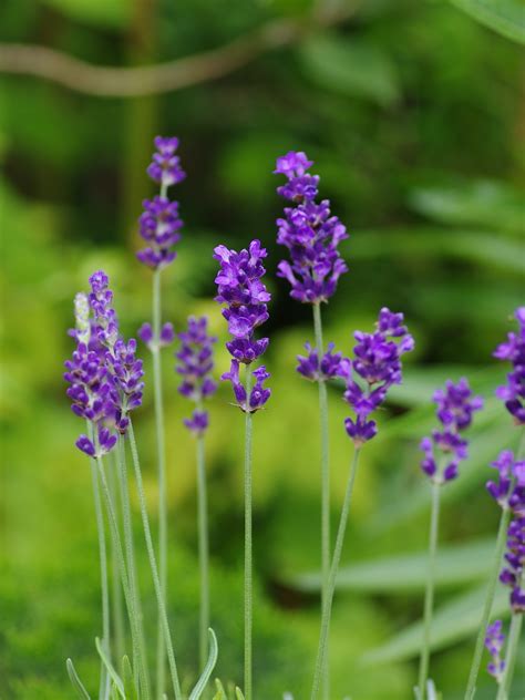 Lavandula Angustifolia Hidcote Beth Chattos Plants