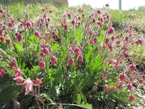 Prairie Smoke Geum Triflorum Rotary Botanical Gardens