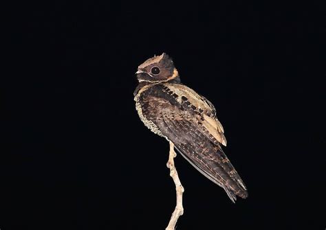 Great Eared Nightjar Facts Lyncornis Macrotis Baby Dragon