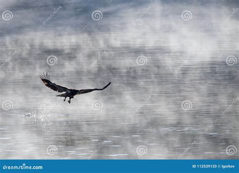 Bald eagle hunting stock photo. Image of wildlife, bird - 112539120