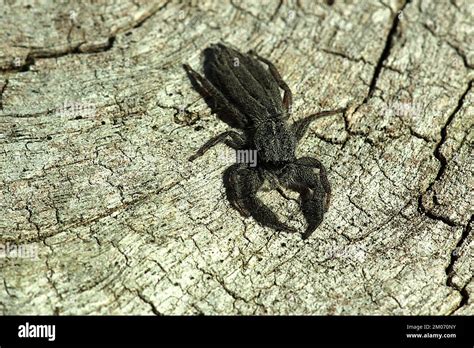 Flat jumping spider (Holoplatys apressus Stock Photo - Alamy