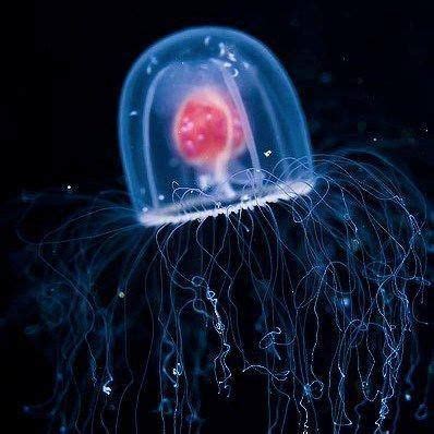 13 best images about Turritopsis dohrnii on Pinterest | The secret ...