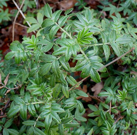 Acaena argentea - Изображение особи - Плантариум