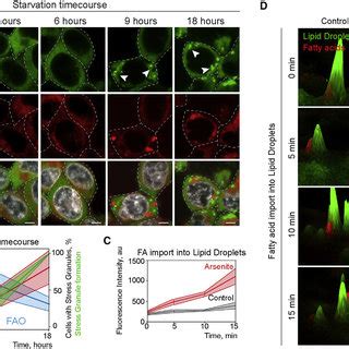 FA Redistribution During SG Formation A And B HEK293T Cells