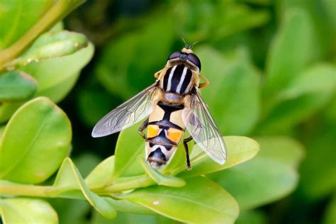 Hoverflies: Beneficial Insects in Gardens