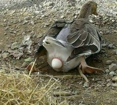 Duck Laying An Egg Bet You Havent Seen That Before Rpics